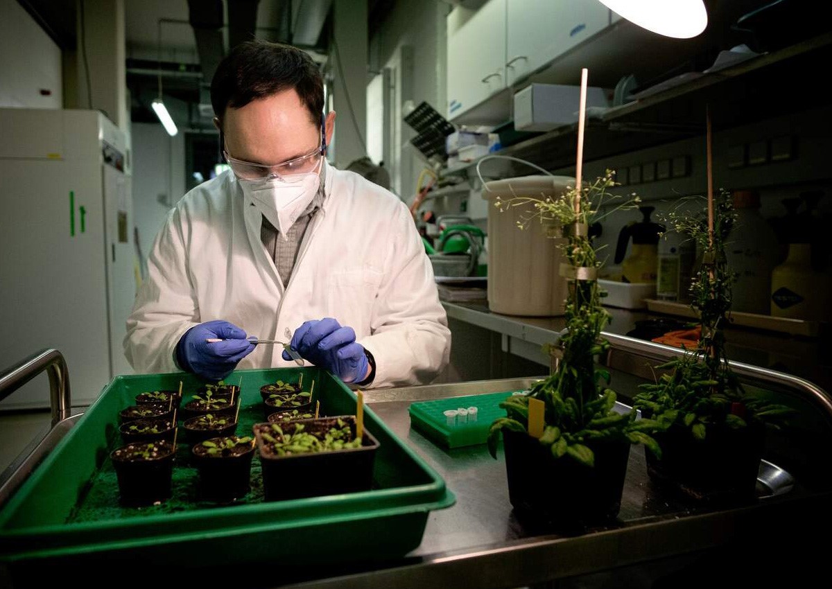 https://www.isaaa.org/kc/cropbiotechupdate/files/images/217202153149AM.jpg