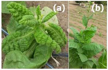 leaf curl of tobacco NEWS » WORLD NEWS » SATURDAY′S NEWSLETTER 11.01.2020 -
